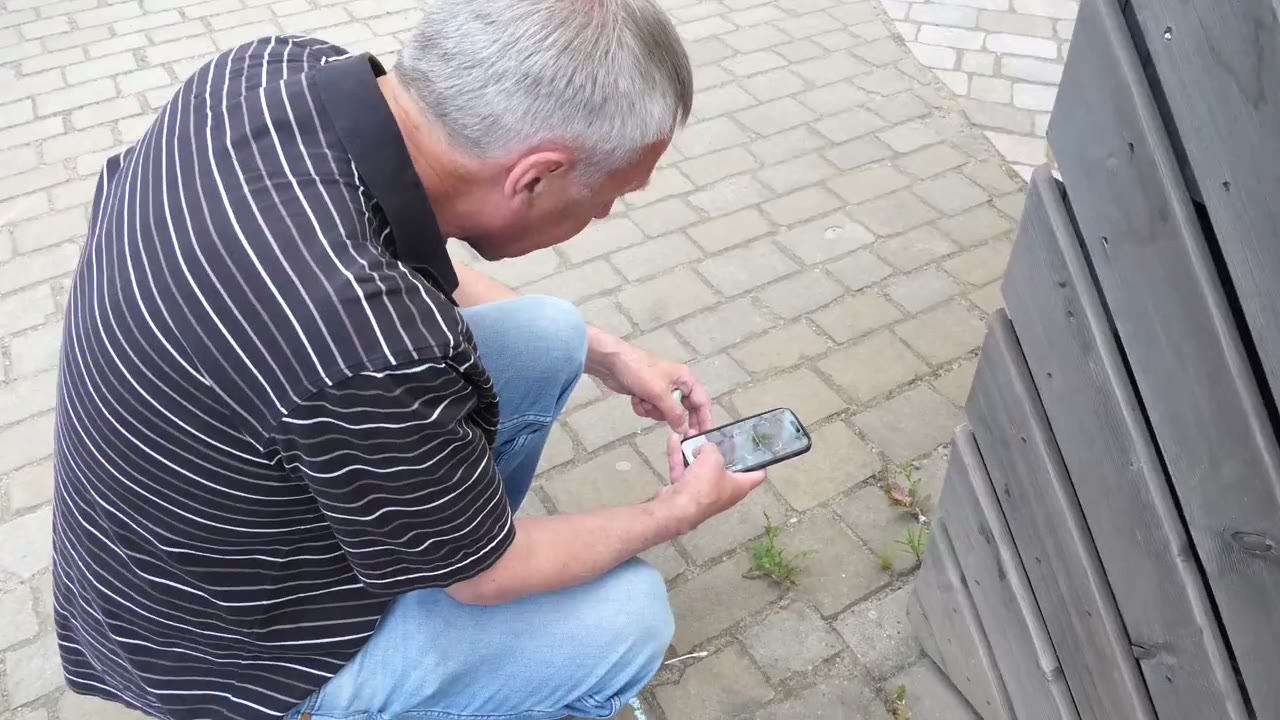 "Krautschau" macht unscheinbare