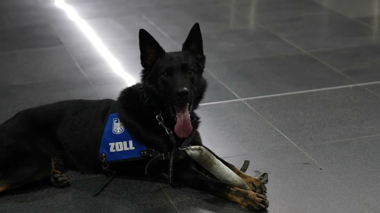 Wie ein Zollhund
