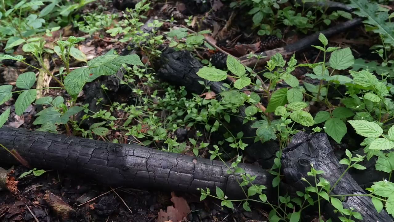 Hohe Waldbrandgefahr: Das