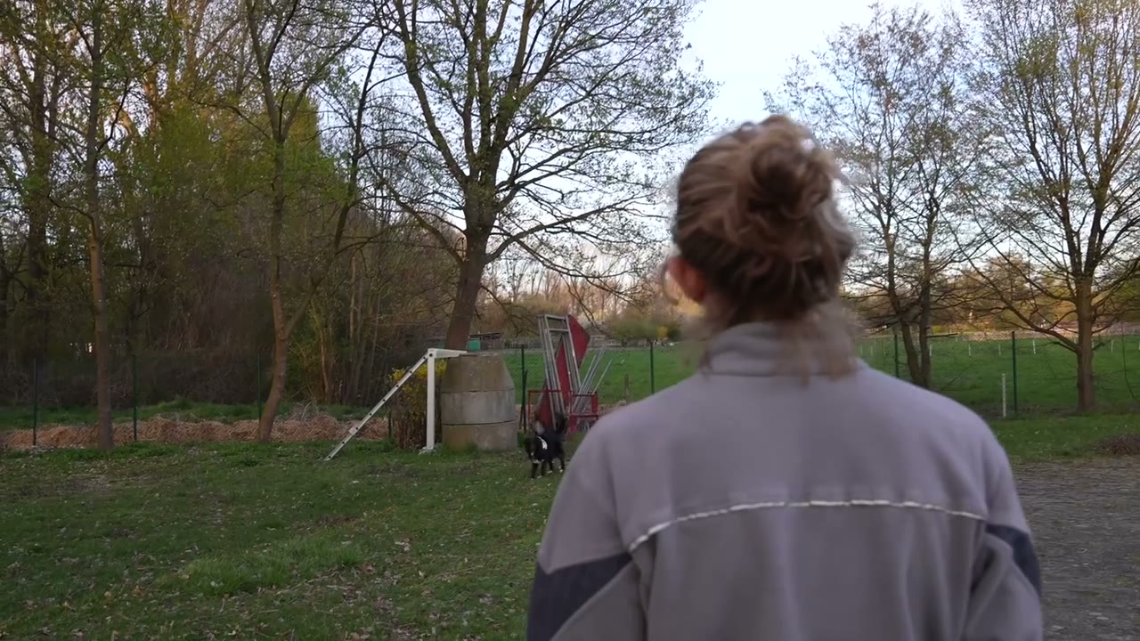 Lebensretter auf vier